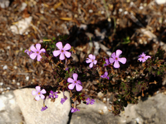 Chaenostoma subspicatum