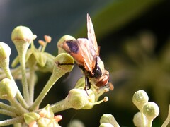 Phasia aurigera