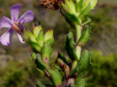 Chaenostoma subspicatum