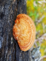 Trametes coccinea