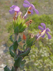 Chaenostoma subspicatum