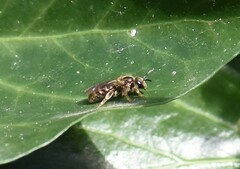 Lasioglossum