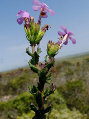 Chaenostoma subspicatum