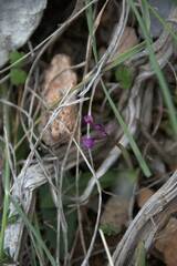 Orchis quadripunctata