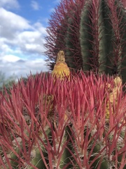 Ferocactus pilosus