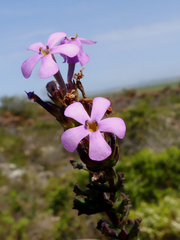 Chaenostoma subspicatum