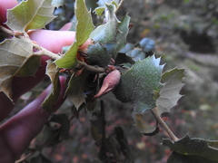 Heteroecus pacificus