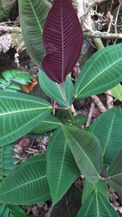 Miconia calvescens
