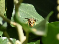 Vespula vulgaris