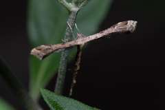Stenoptilodes taprobanes