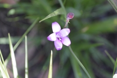 Elythranthera brunonis