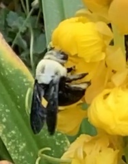 Xylocopa phalothorax