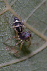 Cosmophasis baehrae