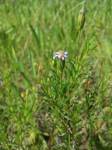 Image of Vittadinia blackii by no rights reserved