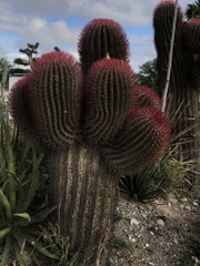 Ferocactus pilosus