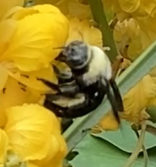 Xylocopa phalothorax