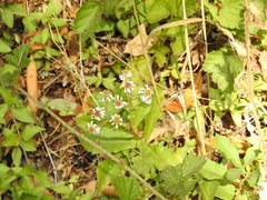 Eurybia radulina