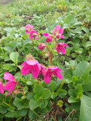Rhododendron camtschaticum