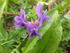 Oxytropis revoluta