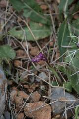 Orchis quadripunctata