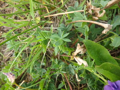 Oxytropis revoluta