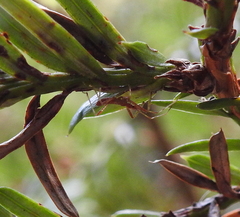 Reduviidae