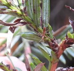 Reduviidae