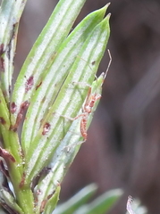 Reduviidae