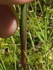 Thelymitra