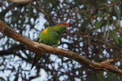 Glossopsitta concinna