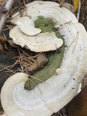 Trametes