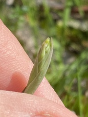 Thelymitra