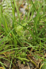 Androsace filiformis