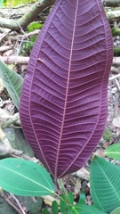 Miconia calvescens