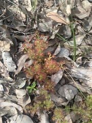 Drosera stolonifera