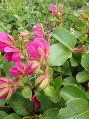 Rhododendron camtschaticum