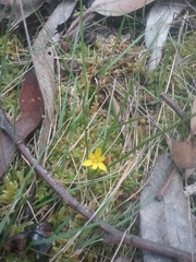 Tricoryne elatior