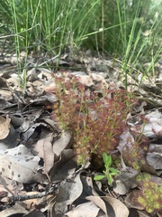 Drosera stolonifera