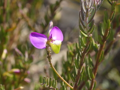 Polygala peduncularis