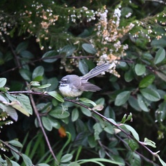 Rhipidura fuliginosa placabilis