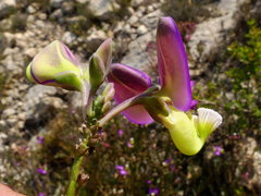 Polygala peduncularis