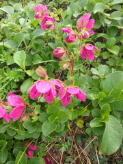 Rhododendron camtschaticum