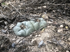Lophophora williamsii