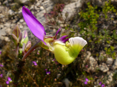 Polygala peduncularis