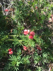 Indigofera verrucosa