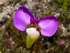 Polygala peduncularis