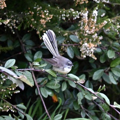 Rhipidura fuliginosa placabilis