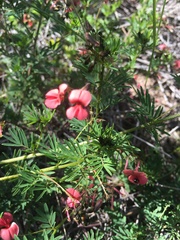 Indigofera verrucosa
