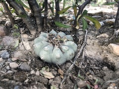 Lophophora williamsii