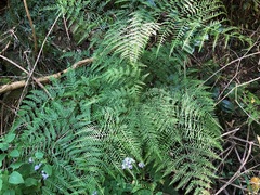 Pteris tremula